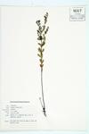 Hairy Pinweed; Large Pinweed specimen